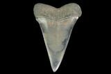Fossil Mako Shark Tooth - South Carolina #142310-1